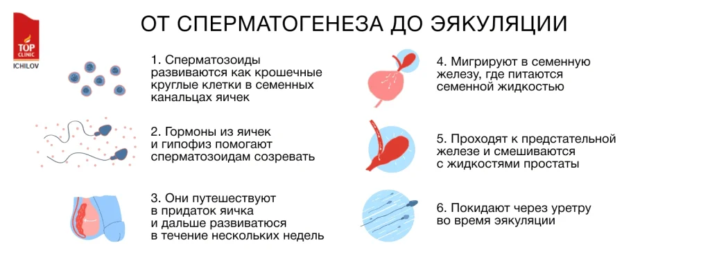 Методы восстановления репродуктивной функции в Израиле